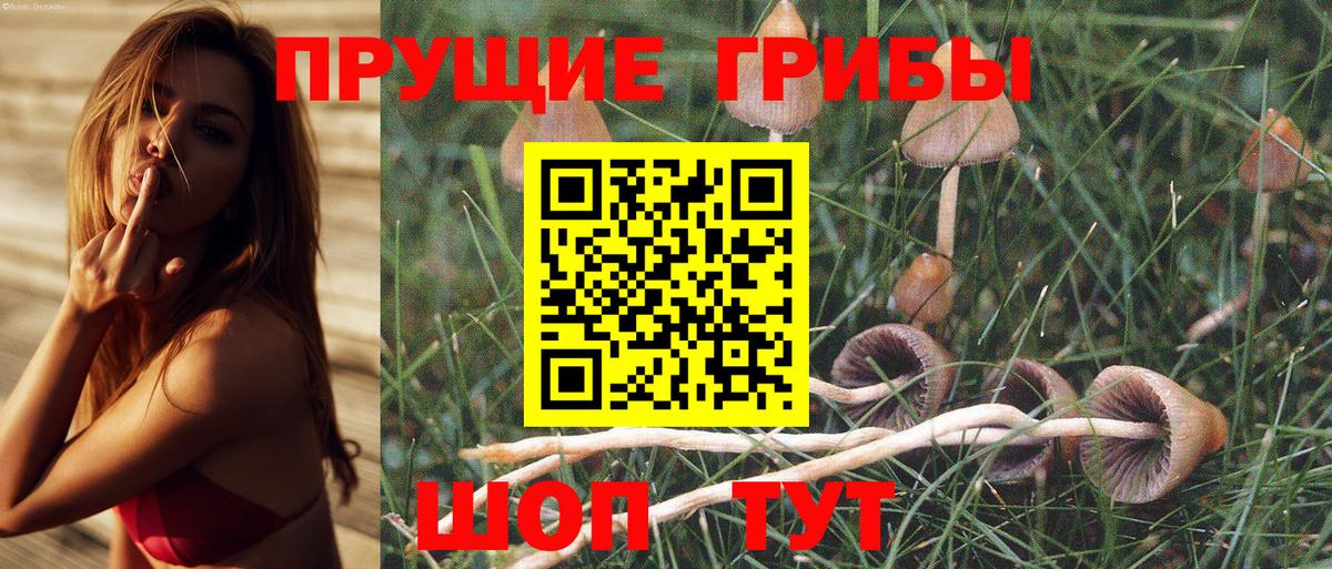 Ленинск-Кузнецкий  наркошоп  Вход с VPN  Псилоцибиновые грибы GOLDEN TEACHER 